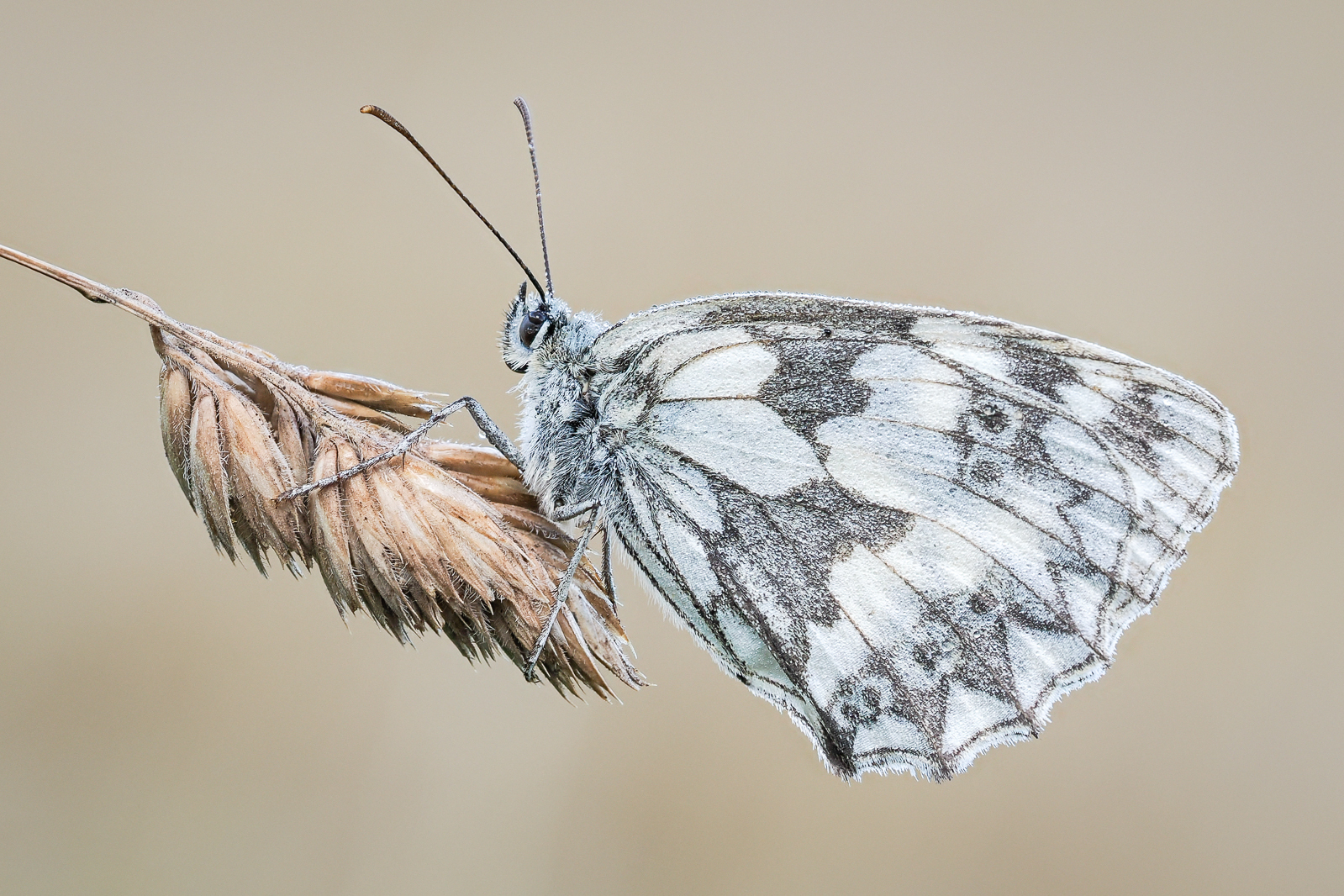 MARBLED WHITE AT DAWN